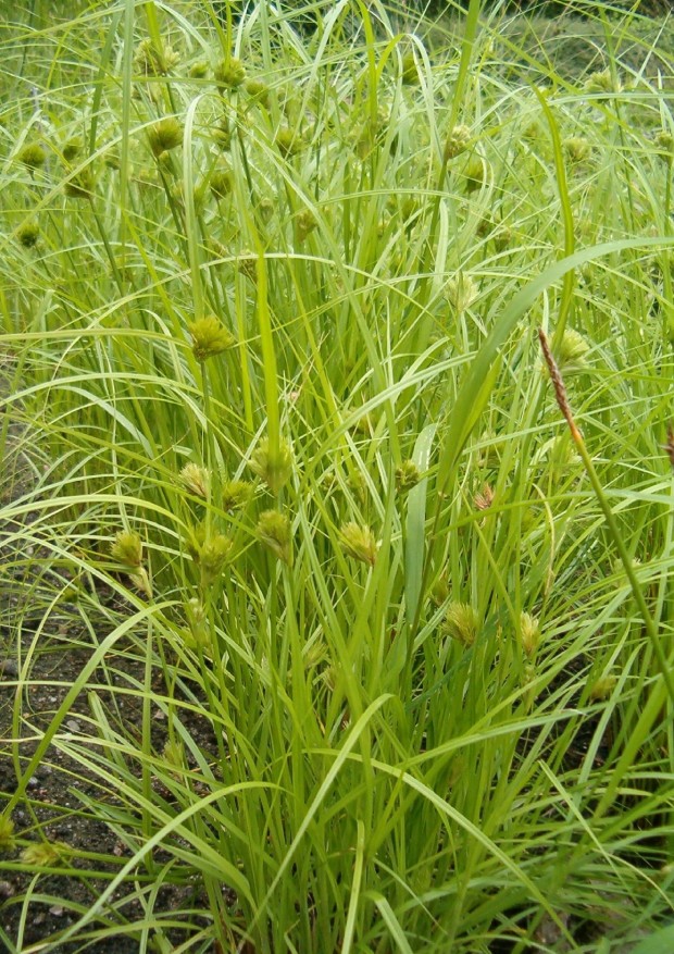 Carex de Bohème