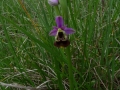 Ophrys bourdon_Ophrys fuciflora1-Langrand_Estelle